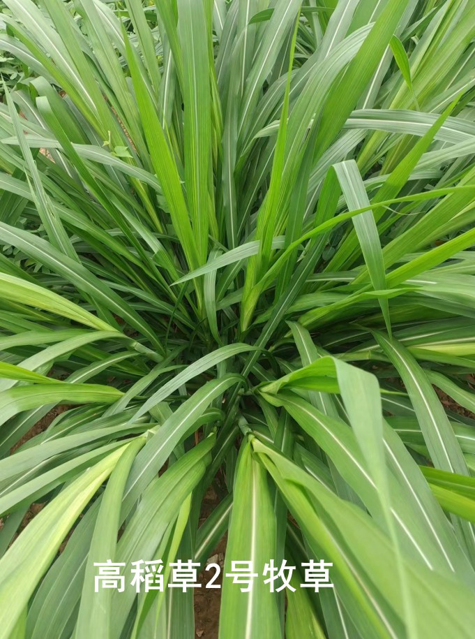 高稻草2號牧草，高粱與水稻雜交的新一代牧草品種，多年生營養(yǎng)高適口性好，各種優(yōu)勢可能吊打傳統(tǒng)牧草