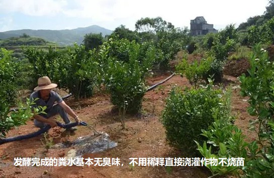 發(fā)酵完成的糞水基本無(wú)臭味，不用稀釋直接澆灌作物不燒苗2.jpg